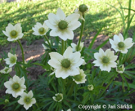 Anemone multifida